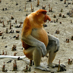 Sweat_Nut_Sac's Avatar'