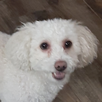 DominicDog26's Avatar'