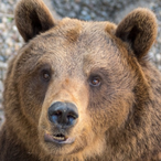 K0DABEAR's Avatar'