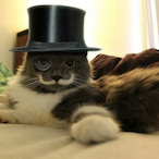 xFancyCatx's Avatar'