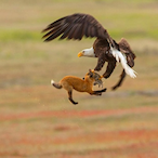 wyxndr_Adler's Avatar'