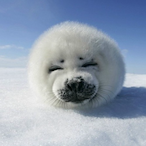 MoonChu_Gay's Avatar'