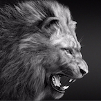 Stelis_Ben's Avatar'