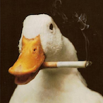 Mr.Quacc's Avatar'