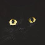 zNextter's Avatar'