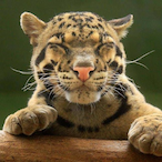 PapaElmo911's Avatar'