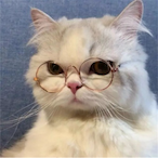 Brittany_NinJA's Avatar'