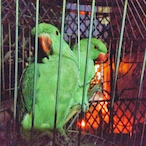 Intended x1m's Avatar'