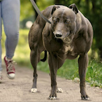 Hedrergudene's Avatar'