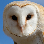 VeridiumOWL's Avatar'