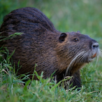 Nutria-Tactica's Avatar'