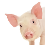 Phantom_piggy's Avatar'