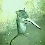 SlimyLittleRat's Avatar'