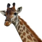 pescocinho.'s Avatar'