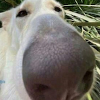 meme_largeboy's Avatar'