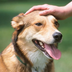 BorkBorkImaDog's Avatar'