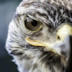 IFALCONEYEI's Avatar'