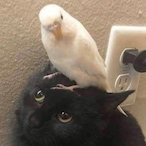 RogerTheAlienOT's Avatar'