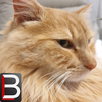 GrumpyRywciu's Avatar'