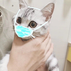 Neko922's Avatar'