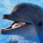 jacksdolphin's Avatar'