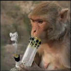 MonkeyOnDMT's Avatar'