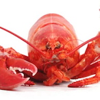 Lobst3r.'s Avatar'