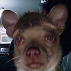 beergoblin15's Avatar'