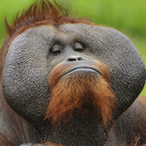 PR0FES0RIUS's Avatar