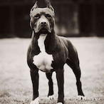 gxbrielvii's Avatar'