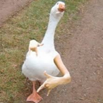 BearTheBearded's Avatar'