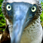 OverlordSnooty's Avatar'