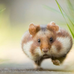 Giant-Wombat.-'s Avatar'