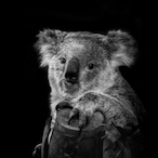 CoalalaBear's Avatar'