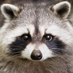 Mr.RacoonMan's Avatar'