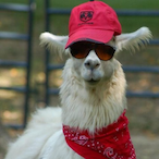 LlamaTheGoat's Avatar'