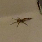 HerrmanDieSpine's Avatar'