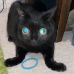 Linkuoo's Avatar'
