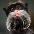 MANGO.MONKEY's Avatar'