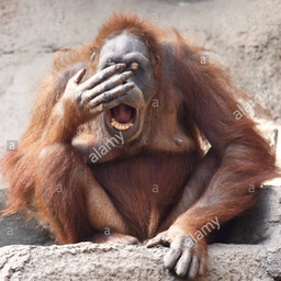 SleepyMonke._.