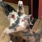 vCalrizzian's Avatar'