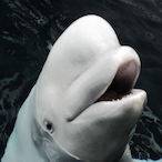 BelugaWhale.exe's Avatar'