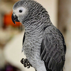 cuteanimeboy155's Avatar'