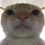 twahard's Avatar'