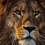 X_Capitano-Price's Avatar'