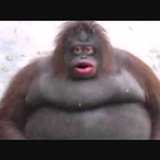 ShaqzOats's Avatar'