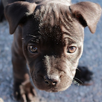 GLD_Chidori's Avatar'