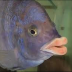 TonhoPokaPoha's Avatar'