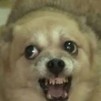Gang_A_rat's Avatar'