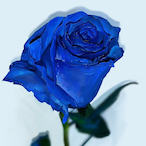 Riley67675580's Avatar'